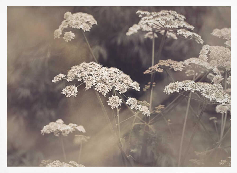 Wild Parsley Poster