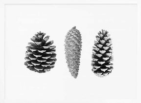 Pine Cone Study Poster