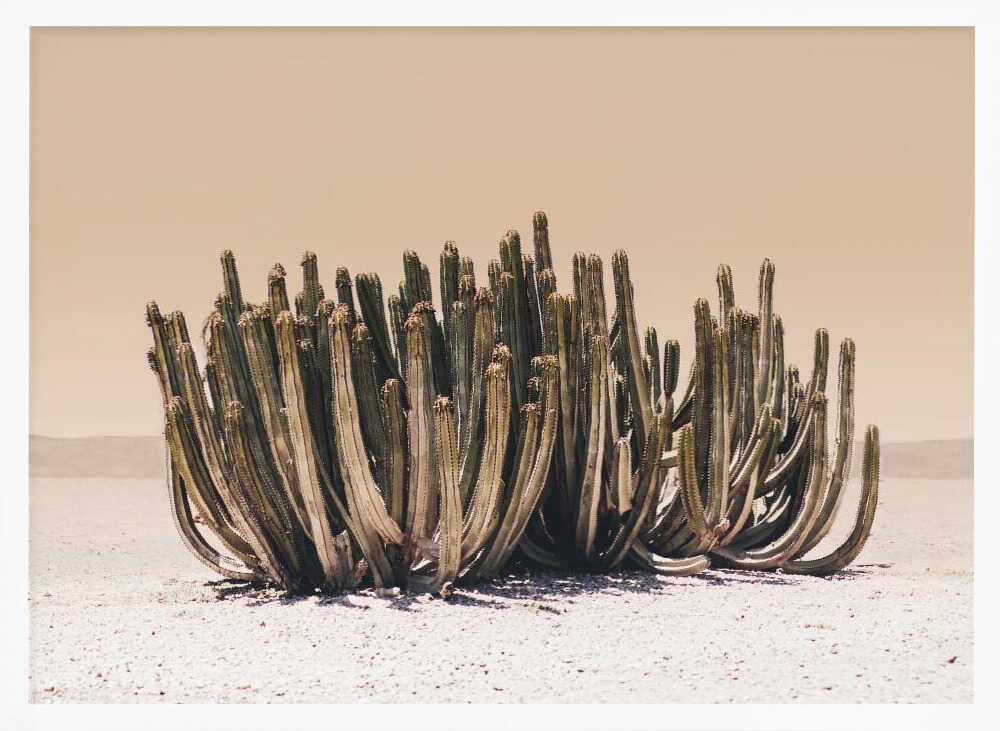 Peach Sky Cactus Poster