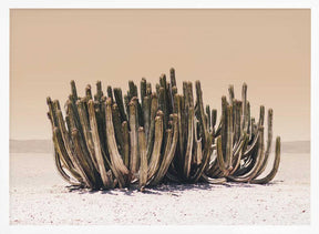 Peach Sky Cactus Poster