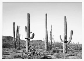 Grey Cactus Land Poster