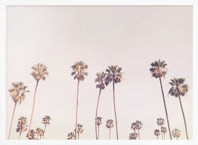 Sunny Cali Palm Trees Poster