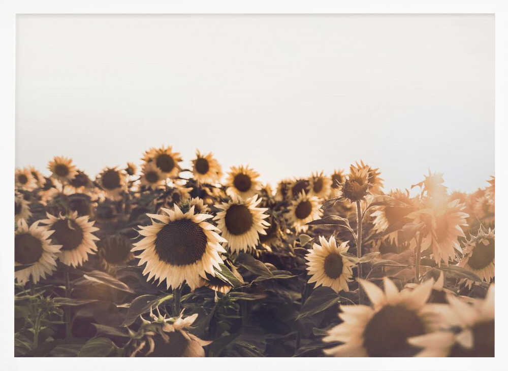 Sunflowers Poster