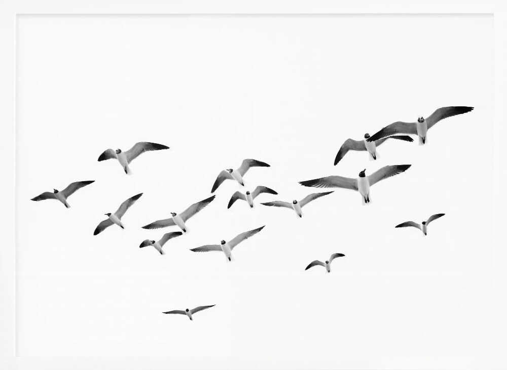 Flying Birds Poster