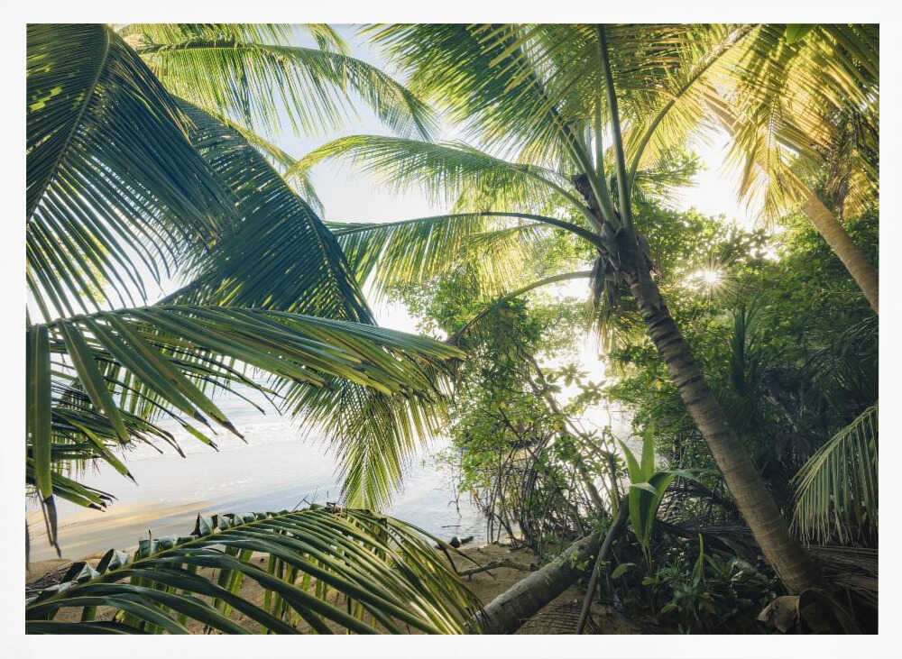 Hide under Palms Poster