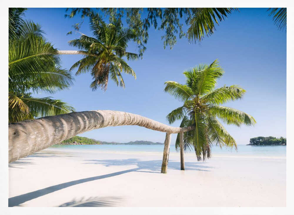 Tropical Palm Poster
