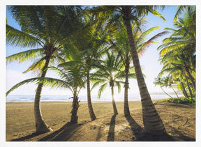 Tropical Morning Poster