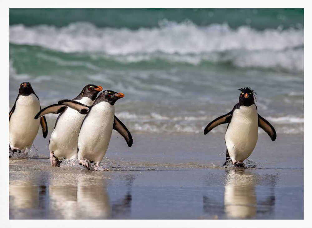Rockhopper Pinguins just back from the Sea Poster