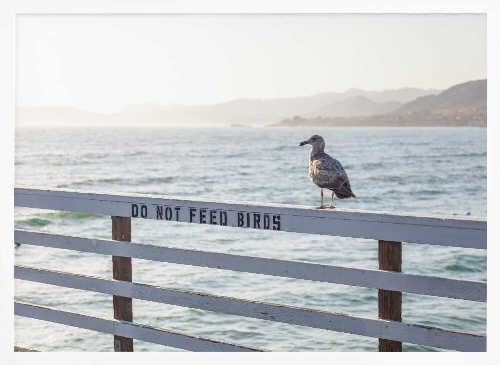 Do not feed birds Poster