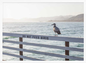 Do not feed birds Poster