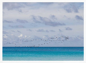 Birds at the sea Poster