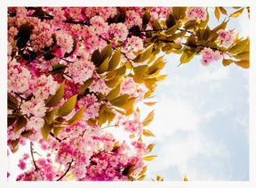 Blossom In Pink Poster