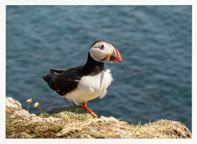 Puffin on Canna Island Poster