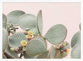 Blooming Cactus Poster