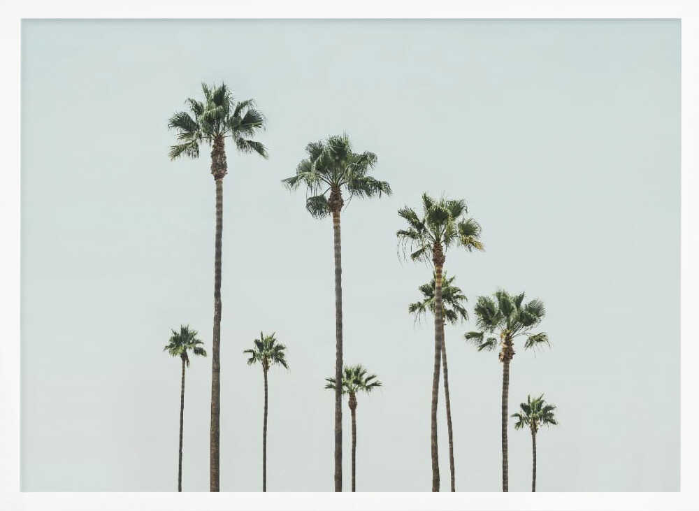 Cali Palms Poster
