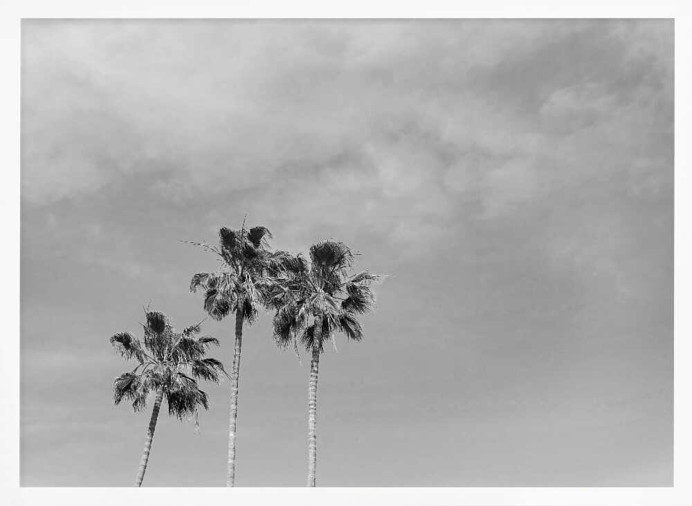 Black and White Palm Trees Poster