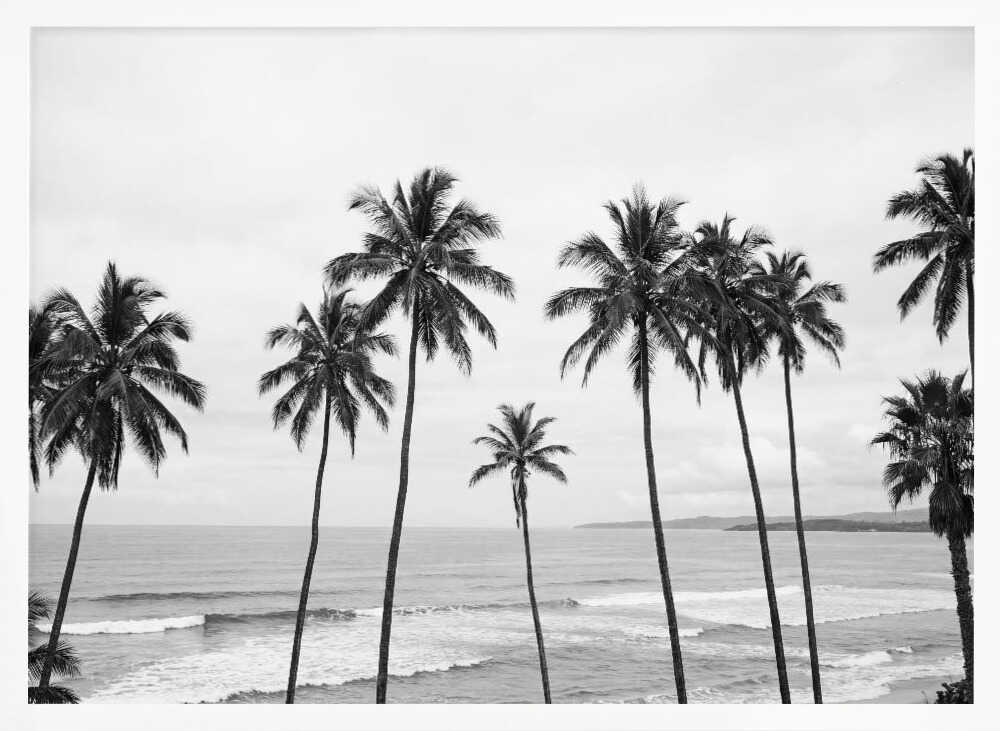 Palm Paradisebw Poster