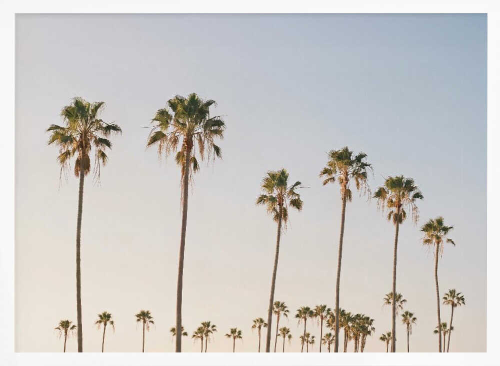 Palm Tree Alley Poster