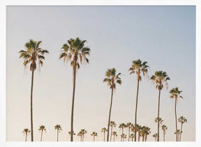 Palm Tree Alley Poster