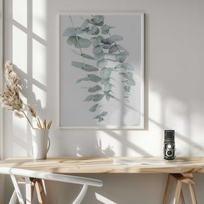 Eucalyptus I Poster