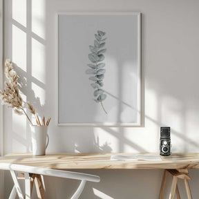 Eucalyptus II Poster