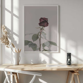 Rose Poster