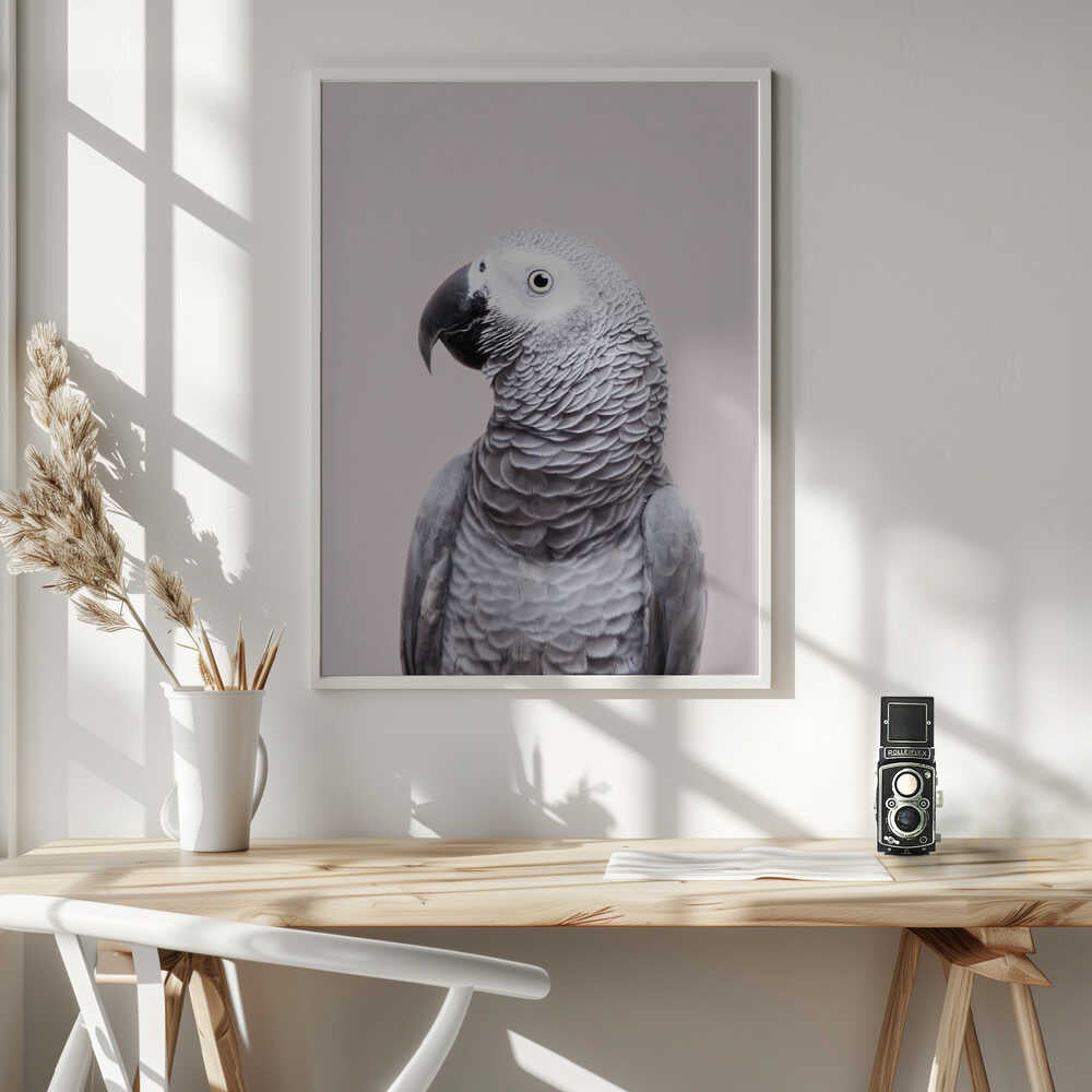 African Grey Poster