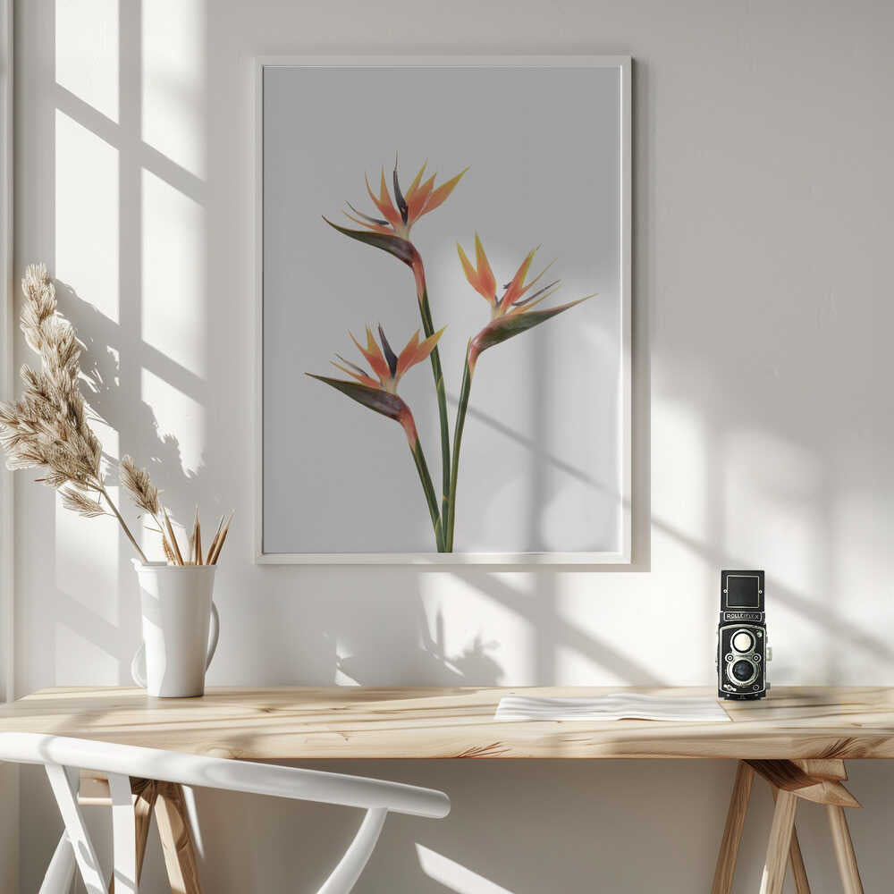 Birds of Paradise Poster
