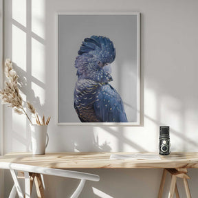 Black Cockatoo Poster