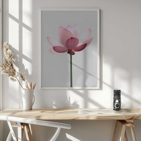 Lotus Flower Poster