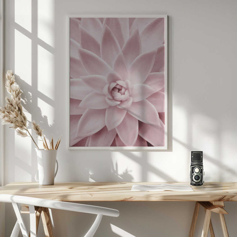 Pink Succulent Poster