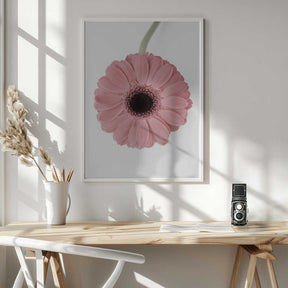 Pink Gerbera II Poster