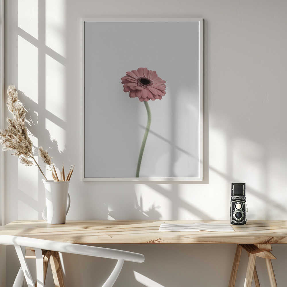 Pink Gerbera Poster