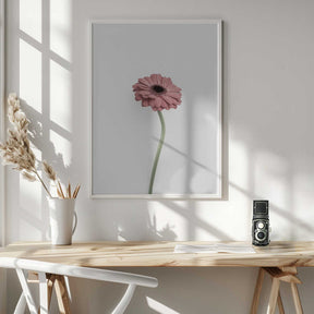 Pink Gerbera Poster