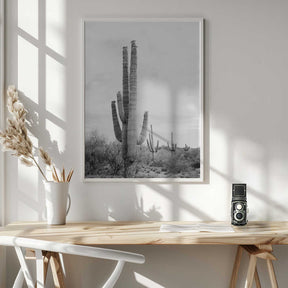 Saguaro B&amp;W Poster