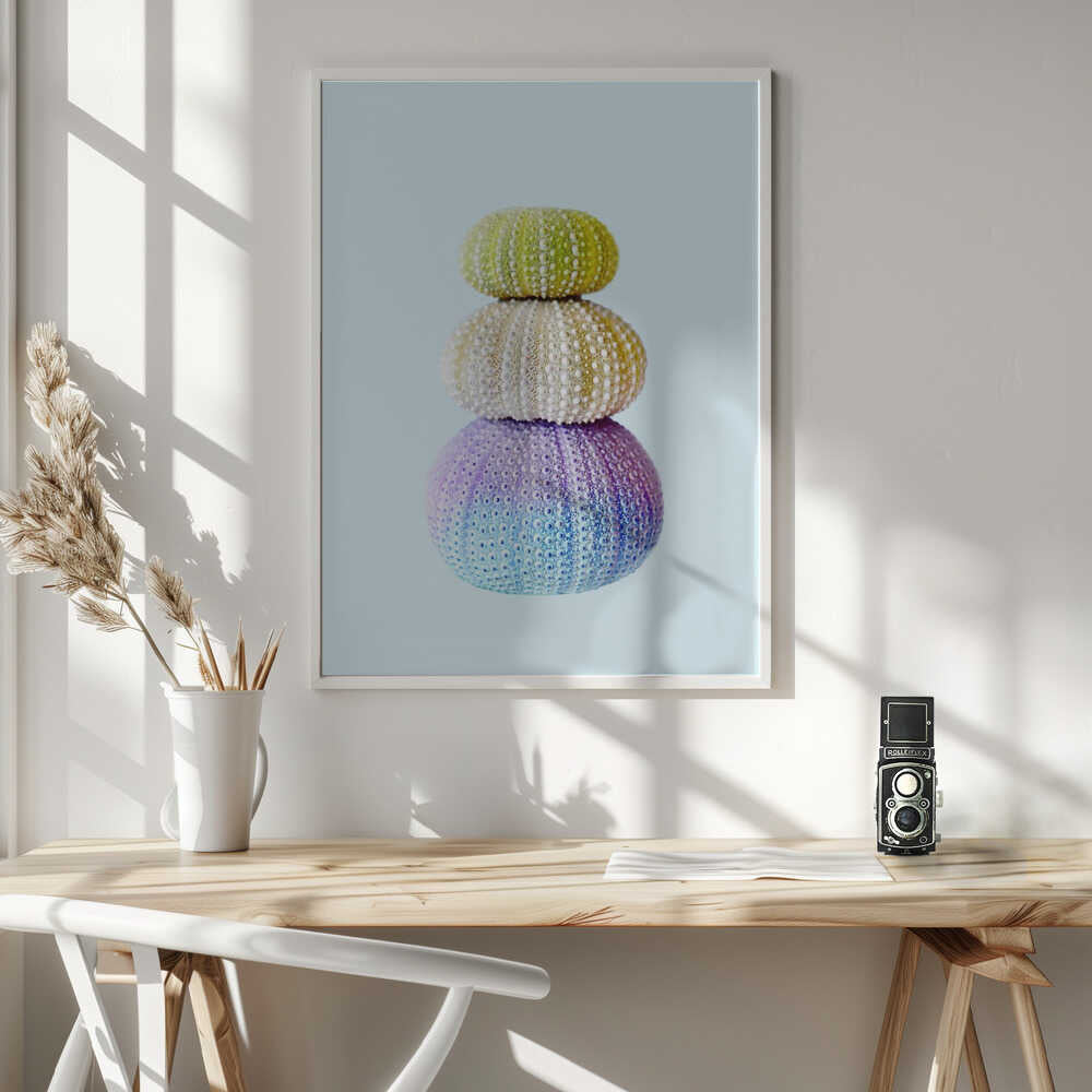 Sea Urchins Poster