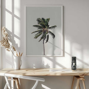 Windy Palm Tree Poster