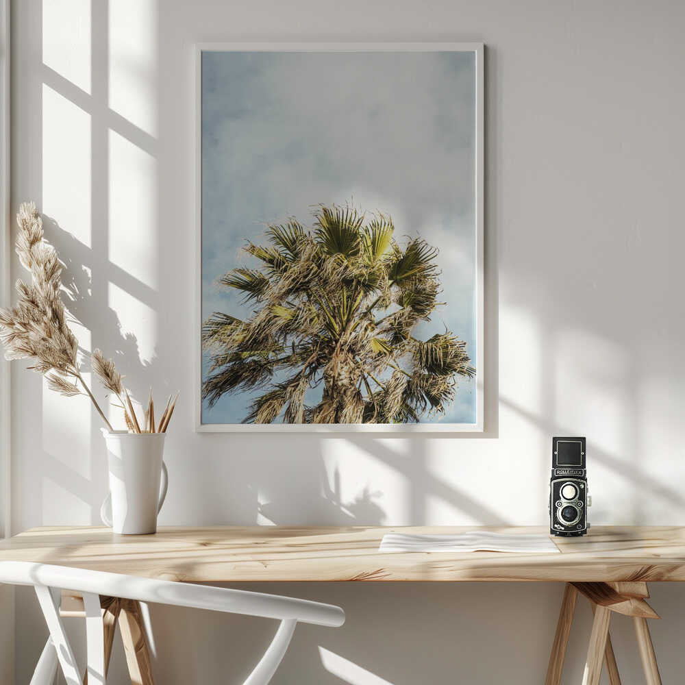 Sunlit Fronds Poster