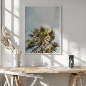 Sunlit Fronds Poster