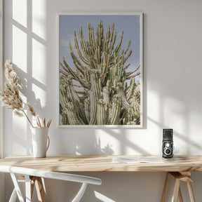 Cactus Symphony Poster