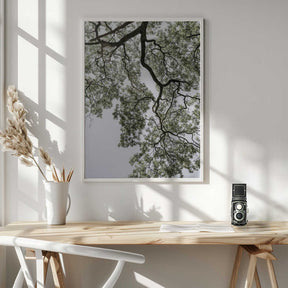 Ethereal Canopy Poster
