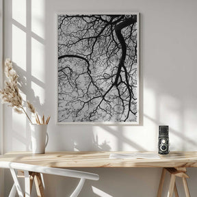 Branches' Dance Poster