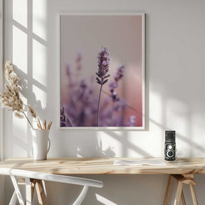 Lavender Serenity Poster