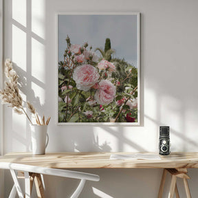 Garden Roses Poster