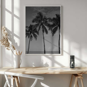 Hawaiian Palms IV Poster