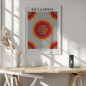 Gaillardia - National flower of Belgium Poster