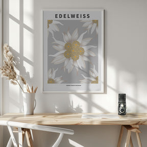 Edelweiss - National flower of Switzerland Poster
