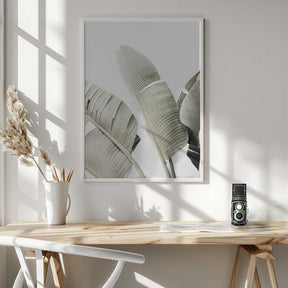Banana leaf 1 Poster