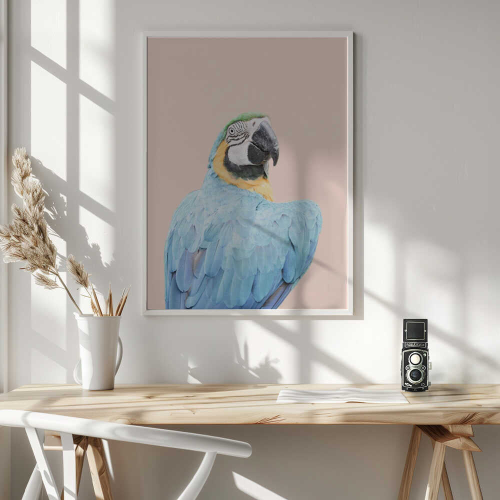 Blue Macaw Poster