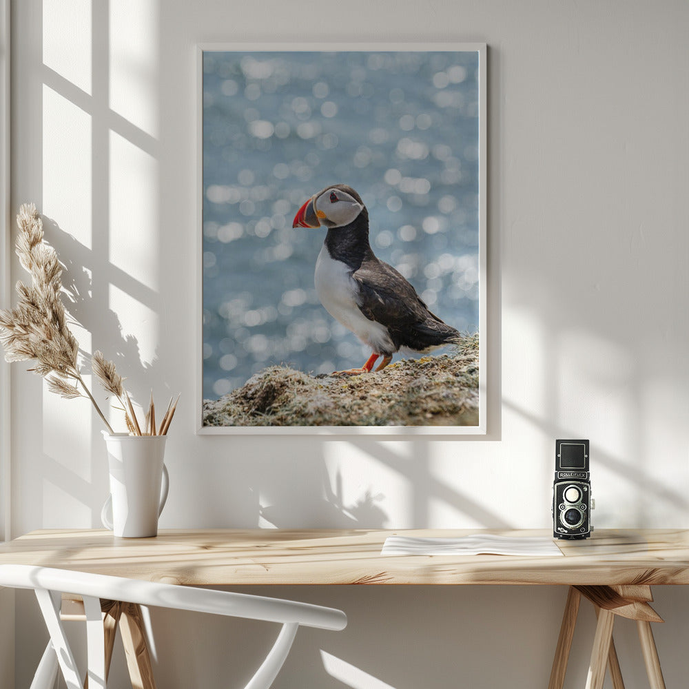 Scottish Puffin Poster